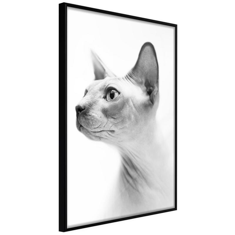 hairless-cat-poster