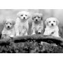 Fototapetti - Four Puppies