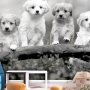 Fototapetti - Four Puppies