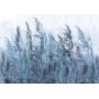 Fototapetti - Tall Grasses - Grey