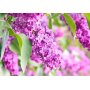 Fototapetti - Lilac flowers