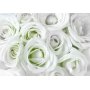 Fototapetti - Satin Rose (Green)