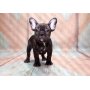 Fototapetti - French Bulldog