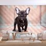 Fototapetti - French Bulldog