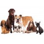 Fototapetti - Animal portrait - dogs with a brown labrador in the centre on a white background