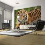 Fototapetti - Sumatran tiger