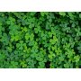 Fototapetti - Green Clover