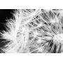 Fototapetti - Black and white dandelion