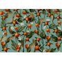 Fototapetti - Orange grove - plant motif with fruit and leaves on a blue background