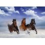 Fototapetti - Horses in the Snow