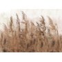 Fototapetti - Tall Grasses - Brown