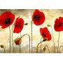 Fototapetti - Golden Field of Poppies