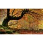 Fototapetti - Autumn, forest and leaves