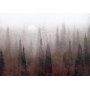 Fototapetti - Birds flight over treetops - landscape of a dark forest in fog