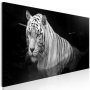 Taulu - Shining Tiger (1 Part) Black and White Narrow