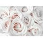 Itseliimautuvat fototapetit - Satin Rose (Pink)