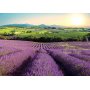 Itseliimautuvat fototapetit - Lavender Field