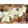 Itseliimautuvat fototapetit - Freesia on Wood