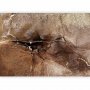 Fototapetti - Rock abstraction - brown and beige pattern in the style of cracked stone