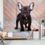 Fototapetti - French Bulldog