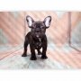 Fototapetti - French Bulldog