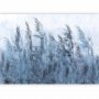 Fototapetti - Tall Grasses - Grey