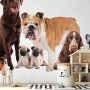 Fototapetti - Animal portrait - dogs with a brown labrador in the centre on a white background