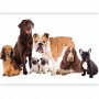 Fototapetti - Animal portrait - dogs with a brown labrador in the centre on a white background