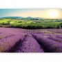 Fototapetti - Lavender Field