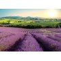 Fototapetti - Lavender Field