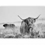 Fototapetti - Highland Cattle