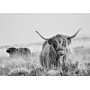 Fototapetti - Highland Cattle