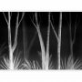 Fototapetti - Noise of the forest at night - minimalist landscape of white trees on a black background