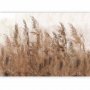 Fototapetti - Tall Grasses - Brown