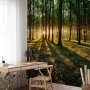 Fototapetti - Spring: Morning in the Forest