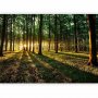 Fototapetti - Spring: Morning in the Forest