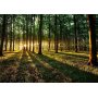 Fototapetti - Spring: Morning in the Forest