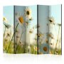 Sermi - Daisies - spring meadow II