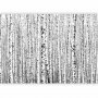 Fototapetti - Birch forest