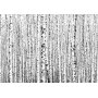 Fototapetti - Birch forest