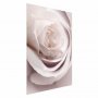 Juliste - Porcelain Rose