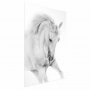 Juliste - White Horse