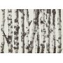 Fototapetti - Stately Birches - First Variant