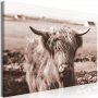 Taulu - A Scottish Cow in Sepia