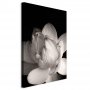 Taulu - Delicacy of Petals in Nature (1-part) - Flower in Black and White