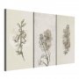 Taulu - Herbarium (3 Parts)