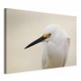 Taulu - Snowy Egret (1 Part) Wide