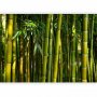 Fototapetti - Eucalyptus alley – bamboo grove in juicy green tone