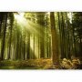 Fototapetti - Pine forest – dense woodland in morning sunlight