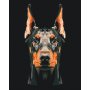 DIY kangas maalaus - Focused Doberman